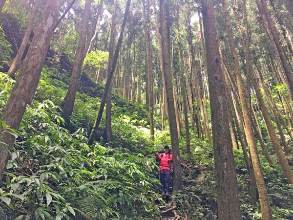 三角湖向天湖光天高山o走-專程來看海狸624700