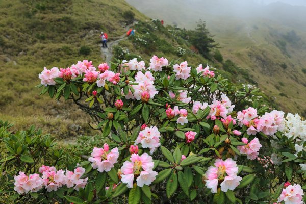 奇萊主山/北峰/路過小奇萊杜鵑盛開959326