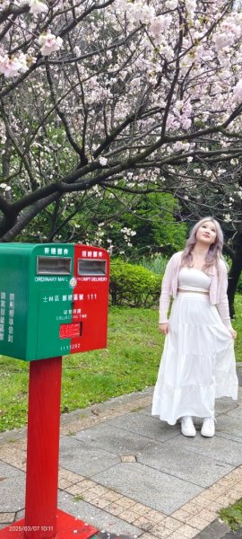 陽明山趴趴走 - 賞櫻花 3/72729255