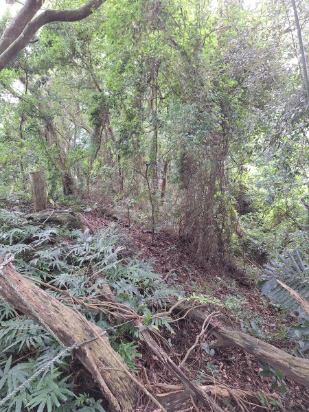 泰安登山步道+七塊山O型走202409252607305