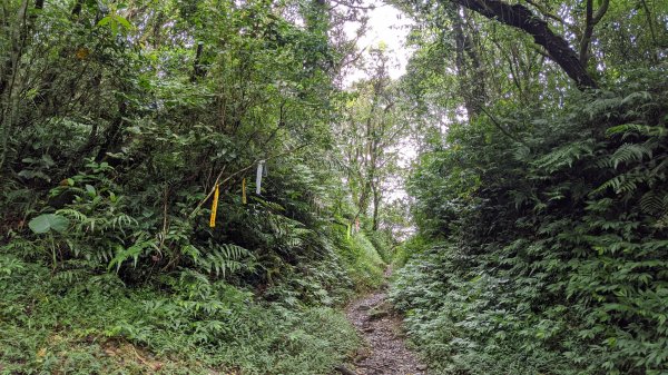 崩山坑古道（柑腳-泰平古道）淡蘭中路1153213