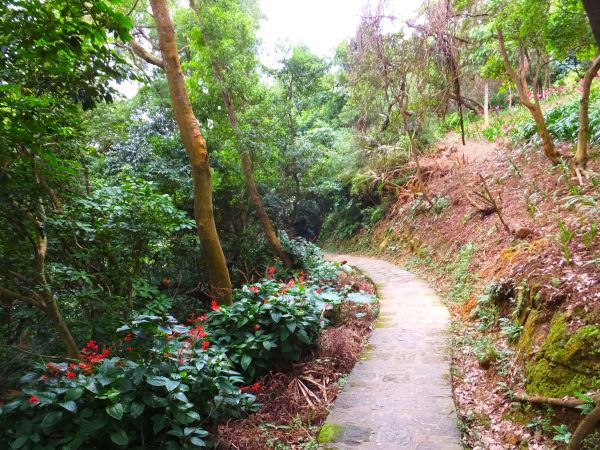 白鷺鷥山與大湖公園落羽松步道235862