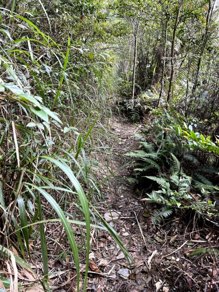 埔里練練腳Day1 熱身～小百岳 關刀山1503810