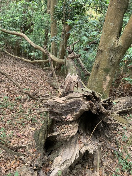 20250403高雄頂荖濃山2757162