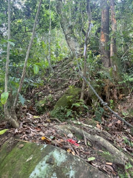 20250502 安坑七山2775098