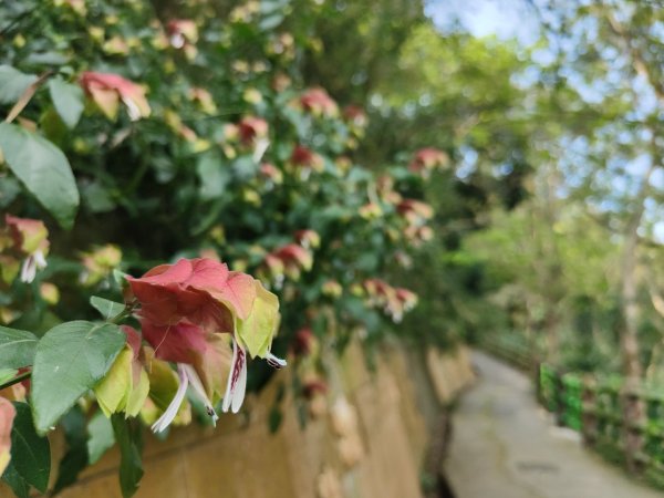 2024.03.17 竹東三山連走2900074