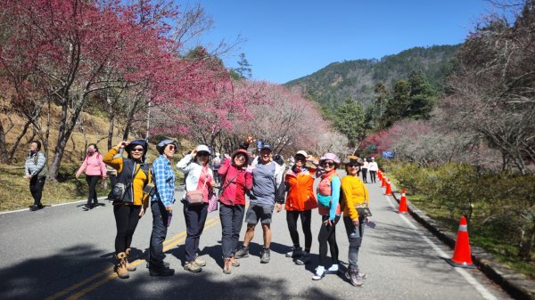 雪山東峰+武陵賞櫻2751207