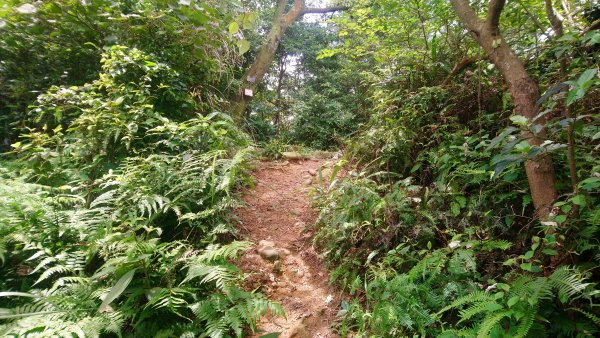 飛鳳山觀日坪古道O型979251