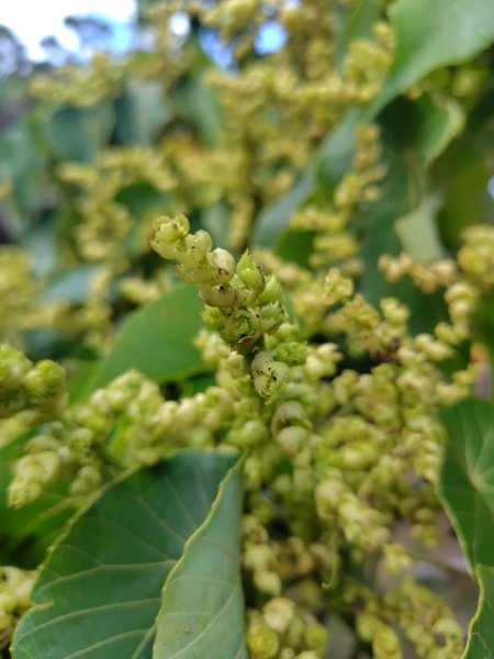 恆春大縱走連走白沙彌山出呆風草原2991457