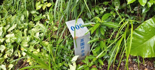 2025/05/25_茶園坪山2796579