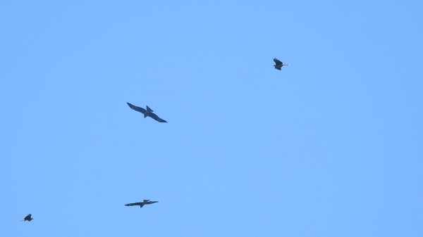 雲山水花鳥蝶 - 天龍國阿伯的日常7/18 & 21、22、292553922