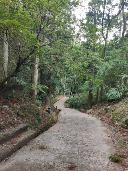 東眼山自導式步道1553170