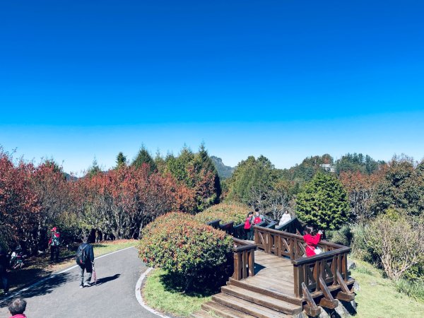 20251209 阿里山-小笠原觀景平台、祝山觀日步道2959804