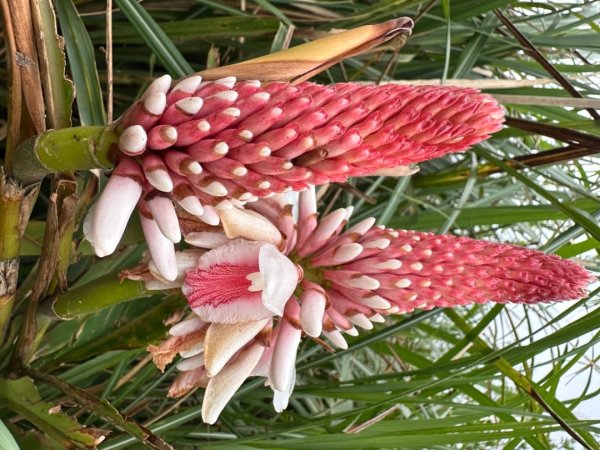 臺北大縱走第三段 小油坑》風櫃嘴2478301