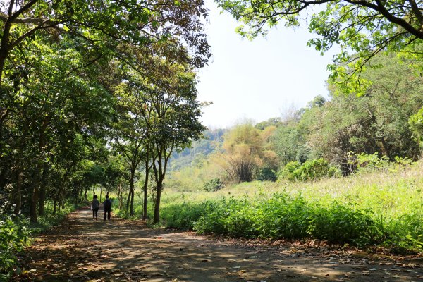 藍天綠意練腳力。 坑內坑森林步道781849