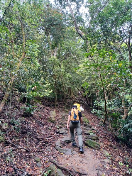 【苗栗大湖】山頂展望佳等到雲海。 馬那邦山登山步道2806806