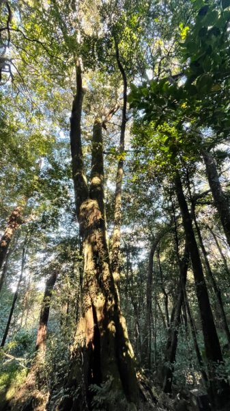 北得拉曼內鳥嘴山賞黃金山毛櫸、神木、雲海2647836