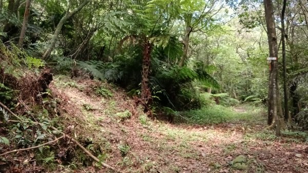 萬里區石門嶺古道(保甲路)-溪畔小徑-雙溪溝古道3087327