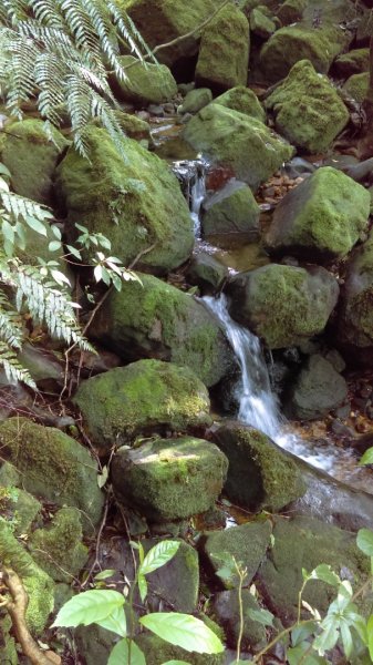 【臺北大縱走4】梅花山、雙溪溝古道風櫃嘴866170