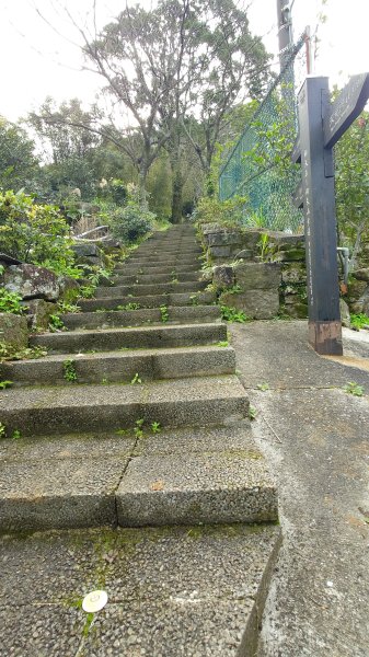 20260125 陽明山前後山健行(無極天元宮~山仔頂步道.向天池.向天山.面天山.二子坪)2997939