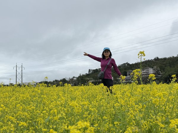 富里油菜花2704819