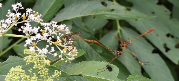 2025/07/06_金牌縱走(觀音洞出發小O型)2829123