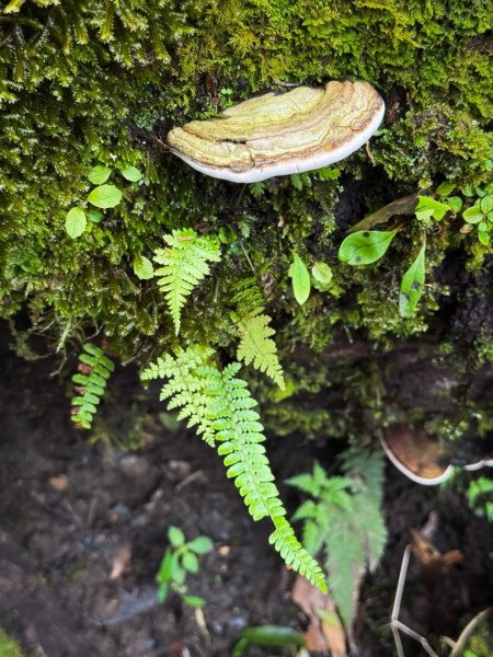 鵝公髻山-迷霧森林2768524