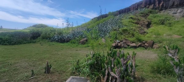 青灣仙人掌公園2872088