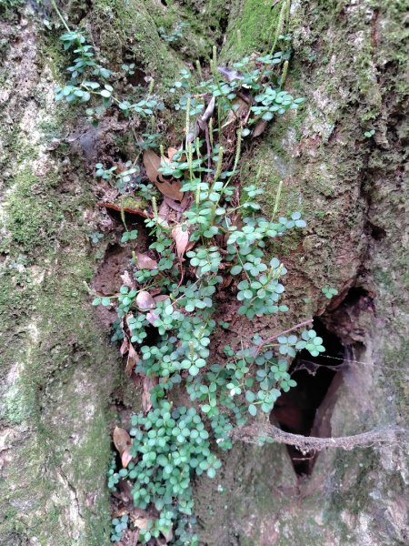 長壽山、肥崠山、醜崠山、大崠山、大崠山經建版2931934