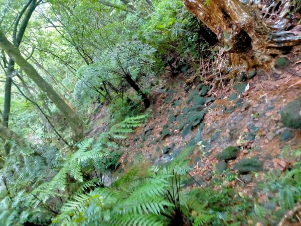 壹北大縱走第四段：風櫃嘴至大湖公園2809606