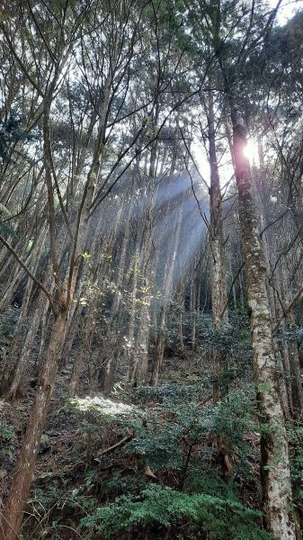 《台中》訪一葉蘭｜大雪山210林道（船型山林道）上烏石坑山202304122111376