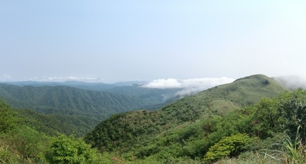 雙溪區鶯子頂山-950峰-鶯子嶺去回3033894