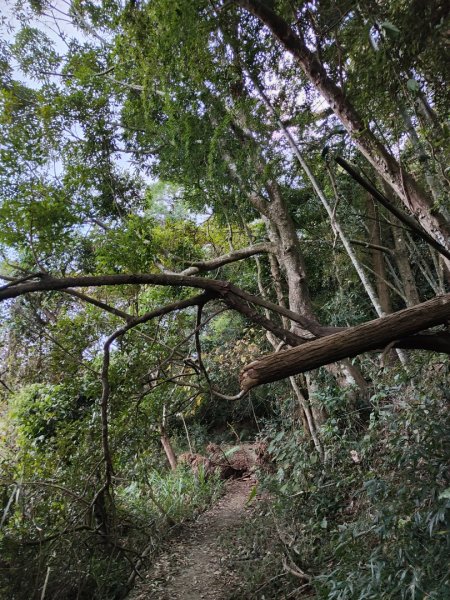 2023.11.30 九份二山2677684