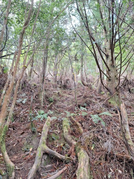 觀霧之榛山O型202411232653906