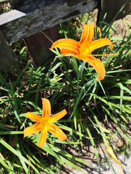 【臺北大縱走 7】2-1 樟山寺→樟樹步道→彩雲亭→相思炭窯→貓纜貓空站→指南路三段40巷2881798