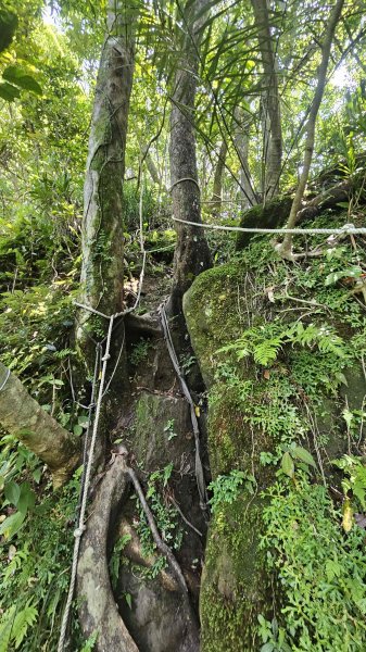 20260507磐山坑山-土地公山-474峰-上下內平林山-大坑山下灣穹3051461