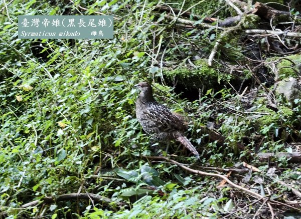 [百山百鳥尋旅-12/15] 2025_0928 特富野古道2899580