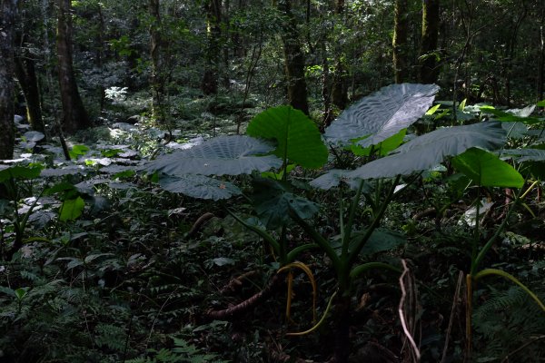 新竹尖石鄉 煤源社區上李棟山、大混山出凌空廊道2550503