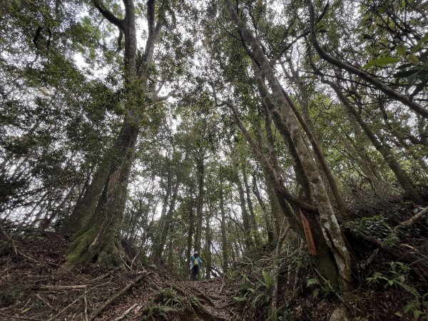 ~  塔  曼  山  ~2782766