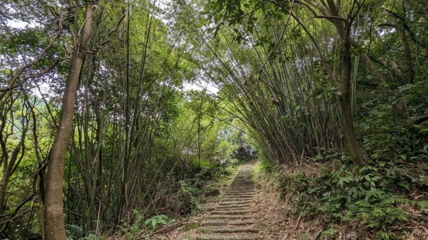 112.04.29走遍陽明山尋寶任務之坪頂古圳步道2137381