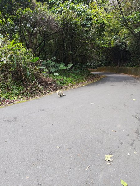 20260321大棟山系-百年大榕樹段3019052