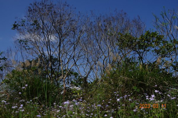 花蓮 豐濱 八里灣山(貓公山、吉拉雅山)2066417