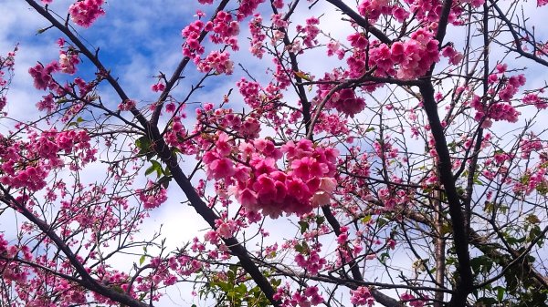 台北狗殷勤古道上平菁42巷下溪山古道賞櫻行2704895