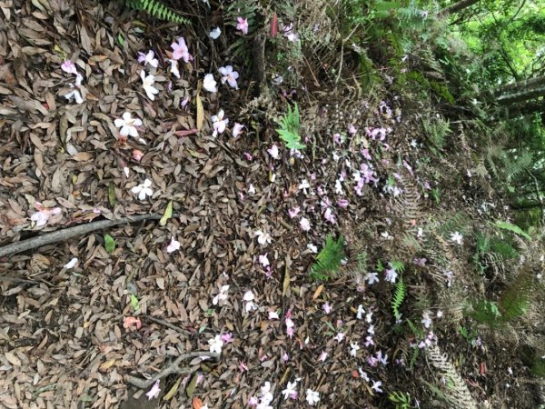 苗栗縣泰安鄉虎山步道1699803