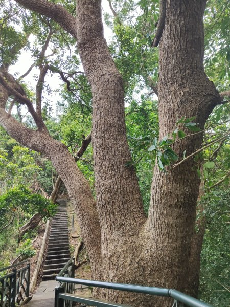 微笑山線：【二格山系】和美山螢火蟲段2834851