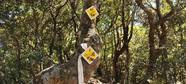 2025/10/10-水田林道上外鳥嘴山2911503