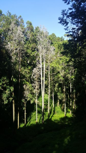 阿里山國家森林遊樂區巨木群步道1708829