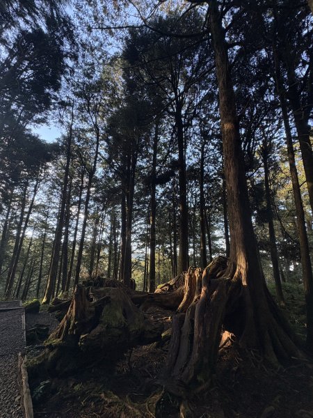 20251225塔山步道(大塔山)2970306