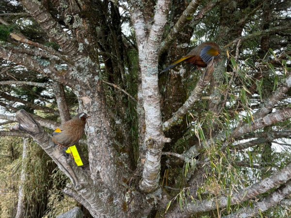 20250122 三角貓🐱遊玉山前峰玩瘋了🌀2698288