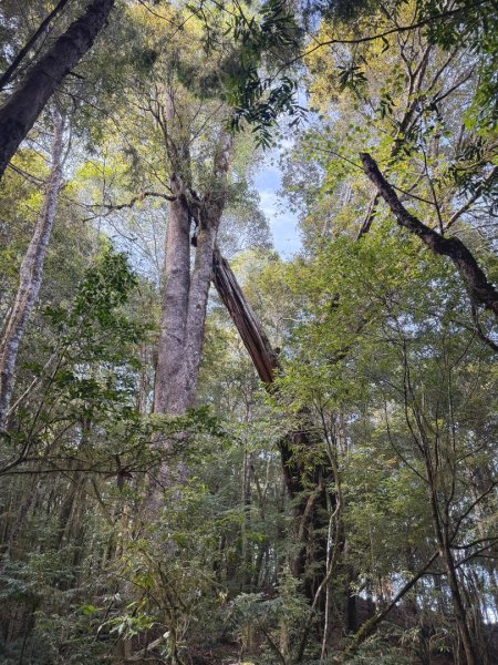 雪見遊憩區 探訪森林雪見之王2950844